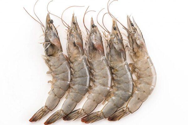 a picture of vaname shrimps